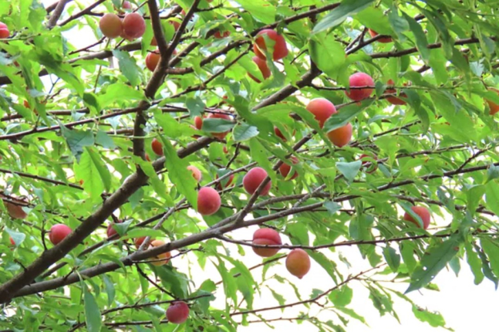 এক গাছেই ১৫ কেজির বেশি আলুবোখারা