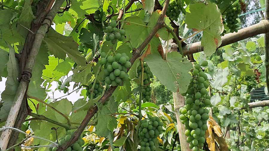 দেশের মাটিতে বিদেশি ফল, প্রথমবারেই সফল