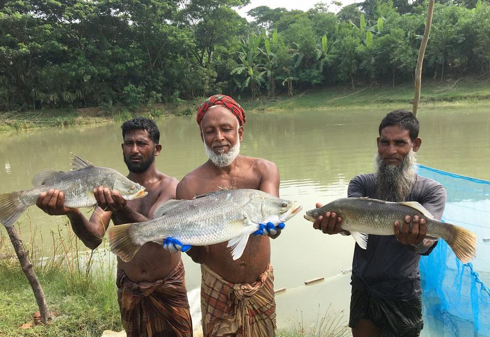 কৃত্রিম খাদ্যে পুকুরে কোরাল মাছের চাষ